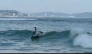 Black swans surfing