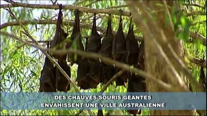 Les chauves-souris géantes d'Australie sont de véritables nomades