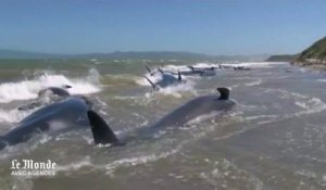 Une quarantaine de baleines s'échouent sur une plage de Nouvelle-Zélande
