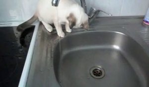 Un chat trop mignon joue avec l'eau du robinet!