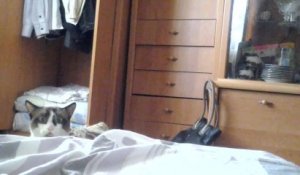 Un chat se cache derrière un lit