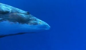 La danse des baleines 2000 Auteurs : Marie-Hélène Baconnet, Christian Petron, Yves Lefèvre