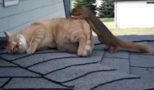 Ecureuil retrouve son ami le chat
