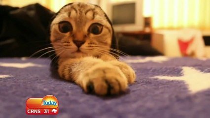 Betisier D Un Show Tv Australien Fou Rire Incontrolable A Cause De Chats Sur Orange Videos