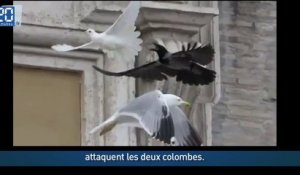 Les colombes du Pape attaquées par un corbeau et un goéland