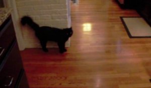 Des chats pas très sympas - Compilation d'attaques de matous!