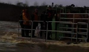 Inondations: près de Dax, des vaches évacuées de leurs champs par barge - 31/01