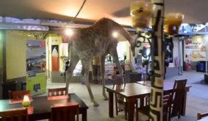Une girafe au restaurant