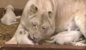 Naissance exceptionnelle de trois lionceaux blancs en Pologne