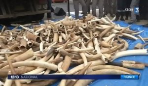Trois tonnes d'ivoire illégal détruites en France