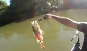 Des piranhas attaquent un poisson