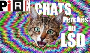 CHATS perchés et LSD