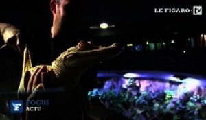 L'Aquarium tropical de Paris accueille deux alligators albinos