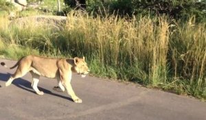 Une lionne attaque un lion pour défendre son petit