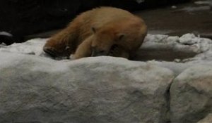 Japon: un ours polaire heureux de voir de la neige – 14/02