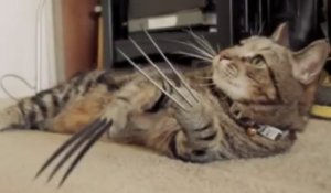 Le nouveau mutant des X-Men... Wolverine-CHAT!!