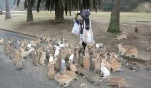 L'île aux lapins au Japon... Ils sont des milliers!!!