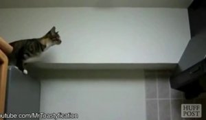 Cats don't know how to JUMP... ANIMAL COMPILATION