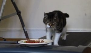 La méthode radicale pour faire maigrir votre chat !