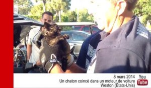 VIDÉO - Un chaton retrouvé coincé dans le moteur d'une voiture
