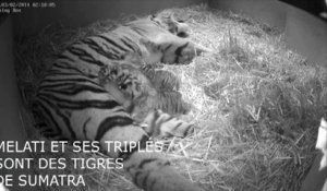 Naissance rare de trois tigres de Sumatra