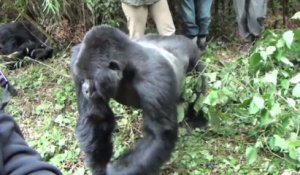 Quand un gorille attaque des touristes, c'est brutal !