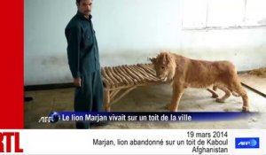 VIDÉO - Marjan, le lion miraculé de Kaboul