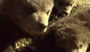 Kosovo : trois oursons sauvés de la captivité
