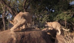 African Safari 3D - Preview "Bébés lions" [VF|HD720p]