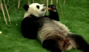 Les pandas belges ont reçu la visite du président chinois