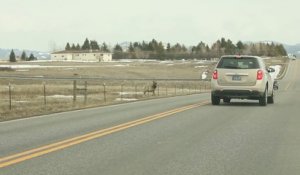 Troupeau géant de Cerfs qui traverse une route dans le Montana! Meme pas peur....