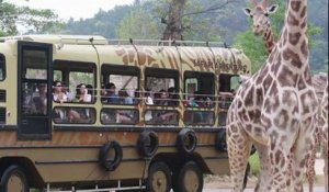 Corée du sud: une girafe a donné naissance à son 18ème nouveau-né