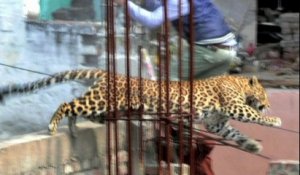 Inde: un léopard sème la panique dans les rues