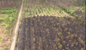 Des hectares incendiés dans la forêt de Saint-Amand : l’accident est peu probable