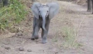 Un bébé éléphant charge un véhicule de Safari!