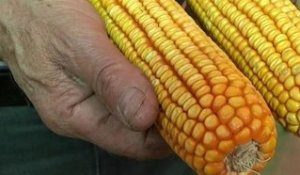 Débat relancé sur le maïs transgénique, certains agriculteurs réclament l'autorisation - 15/04