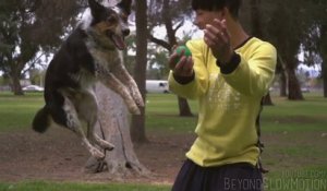 Un chien et son maître font du PARKOUR - Alex & Jumpy