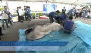 Un rare spécimen de requin grande-gueule pêché au Japon
