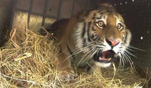 3 tigres de Sibérie relâchés dans la nature