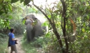 Un éléphant charge un touriste! Courageux, le gars ne bouge même pas...