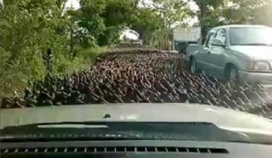 Torrent de canards sur une route thaïlandaise