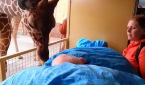 L'adieu émouvant d'une girafe à un gardien de zoo mourant