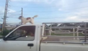 Un jack Russell sur le toit d'une camionnette qui roule, Tranquille le chien!
