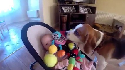 Un Chien Veut Se Faire Pardonner D Avoir Fait Pleurer Bebe Trop Mignon Sur Orange Videos