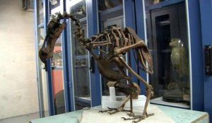 La zoothèque du Muséum  : le dodo d’intérêt écologique