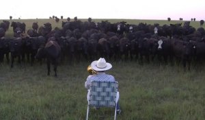 Pour faire du bon lait, les vaches aussi adorent écouter de la musique !