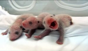 Vidéo : naissance de triplés pandas dans un zoo en Chine