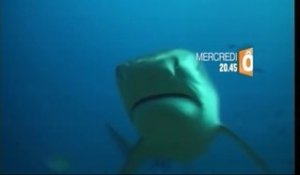 "Périls en Mer", quand les requins attaquent - Bande-annonce - 20/08