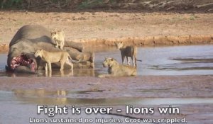 Trois lions affrontent un crocodile pour récupérer la carcasse d’un éléphant !