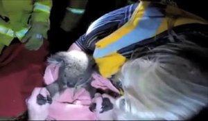 Un koala sauvé grâce à du bouche-à-bouche
